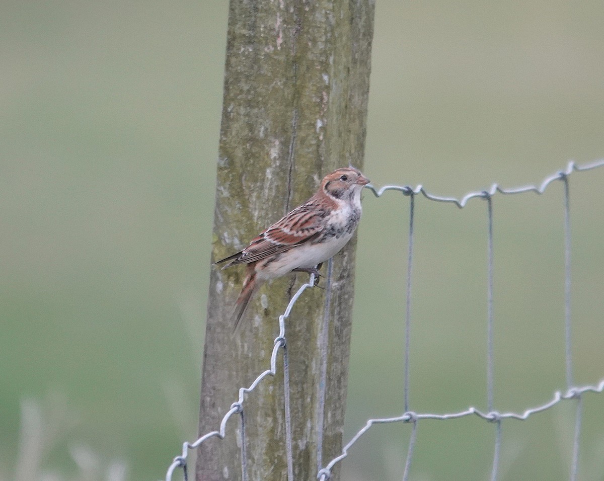 Lapland Longspur - ML643442571