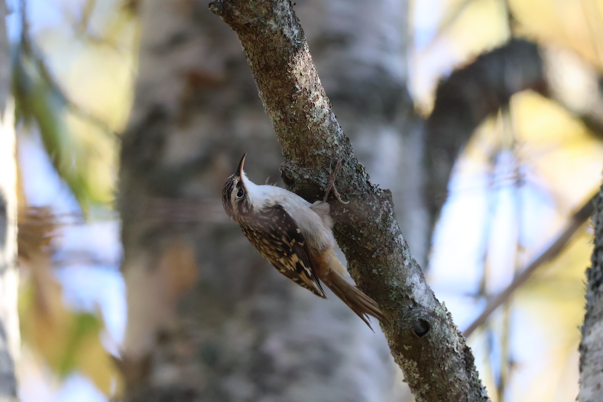 Brown Creeper - ML643442579