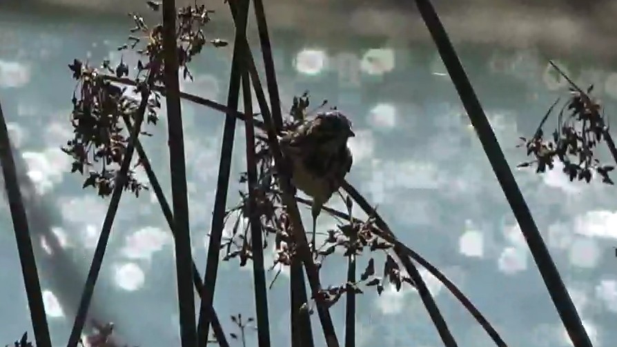 Song Sparrow - ML643442580
