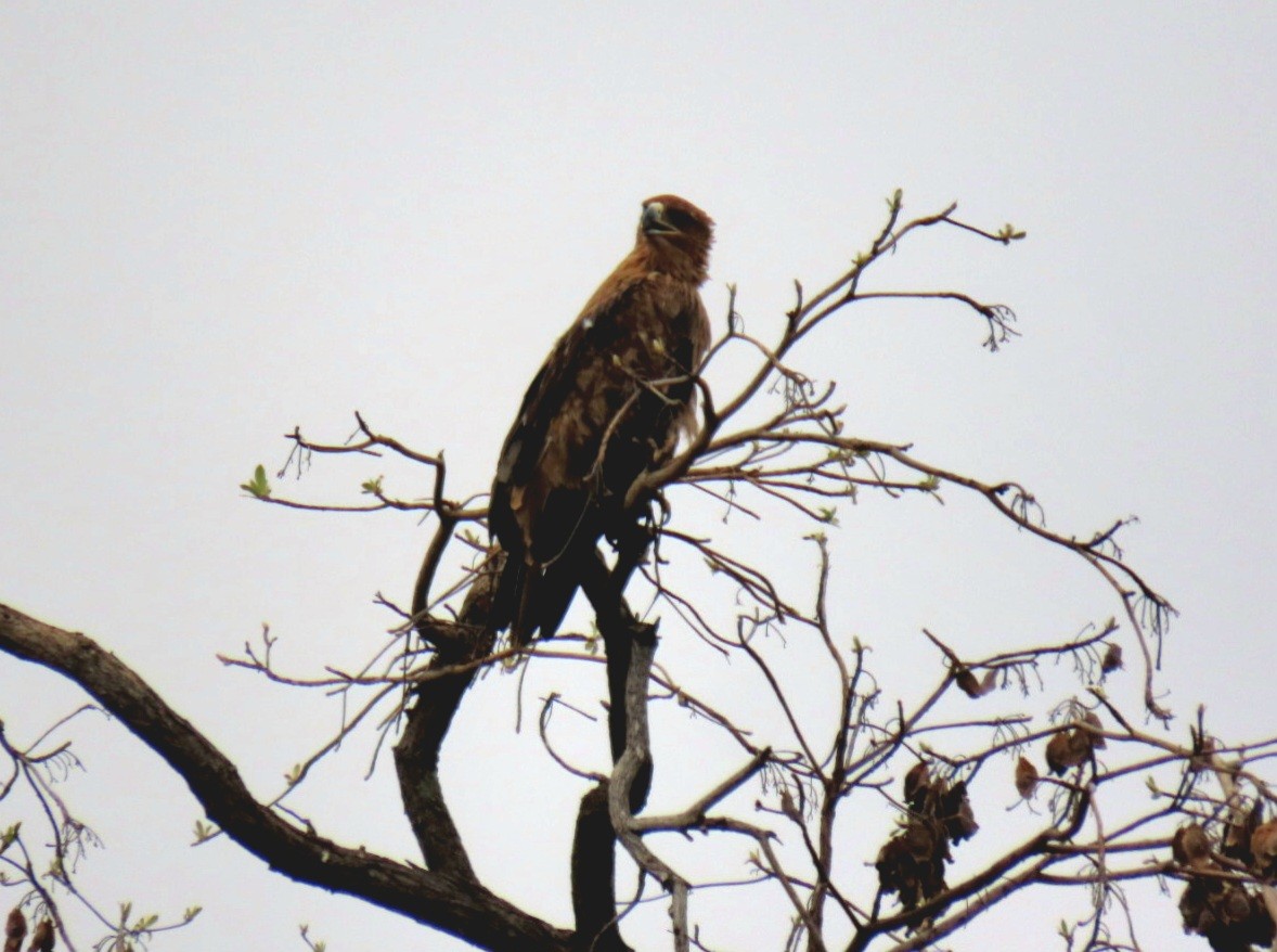 Tawny Eagle - ML643442583