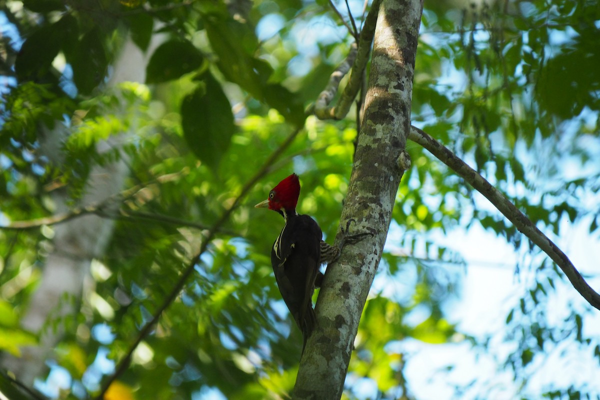 Pale-billed Woodpecker - ML643442584