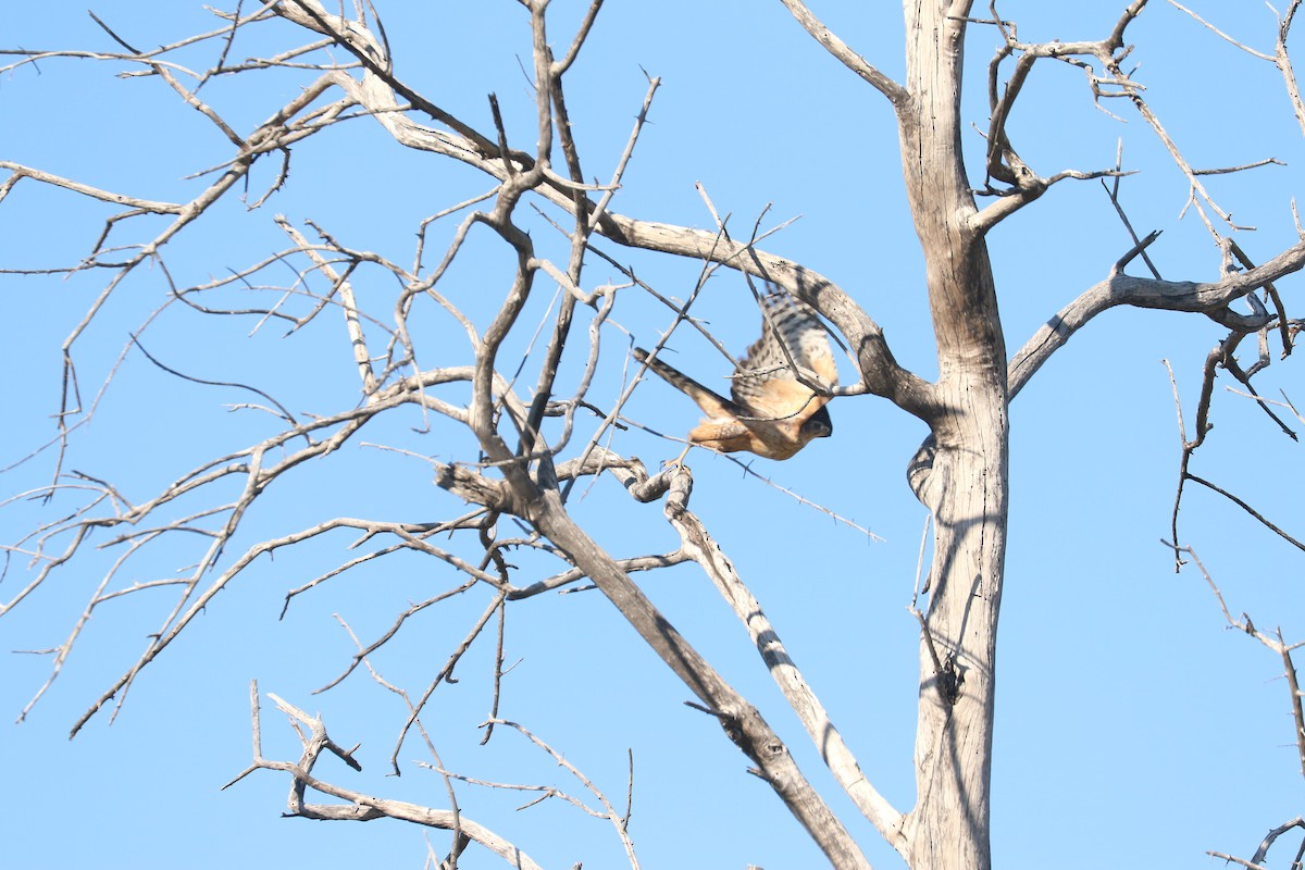 Black Goshawk - ML643442585