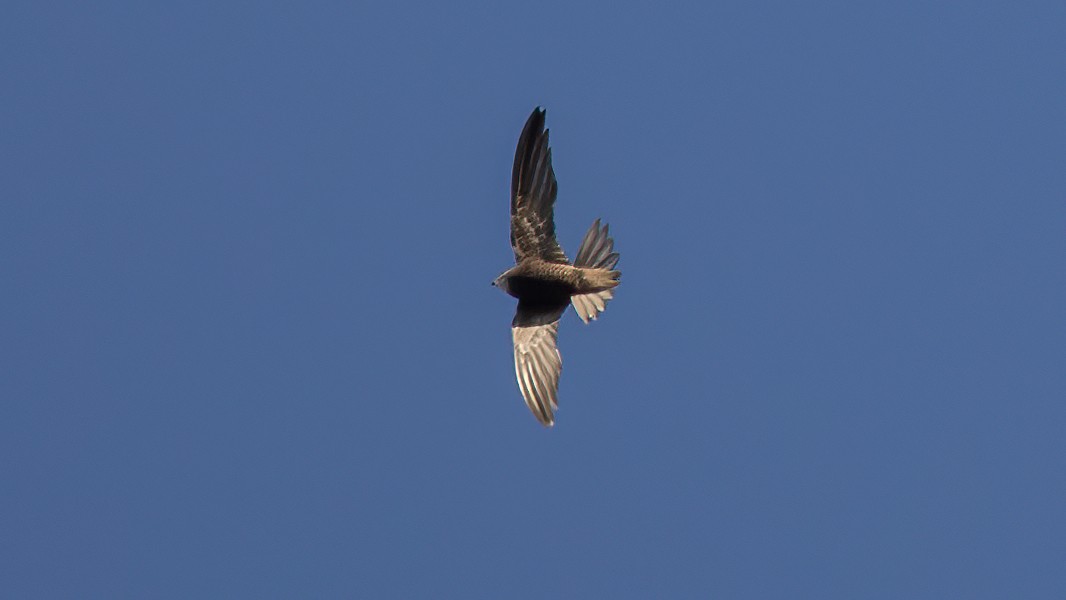 Pallid Swift - ML643442589