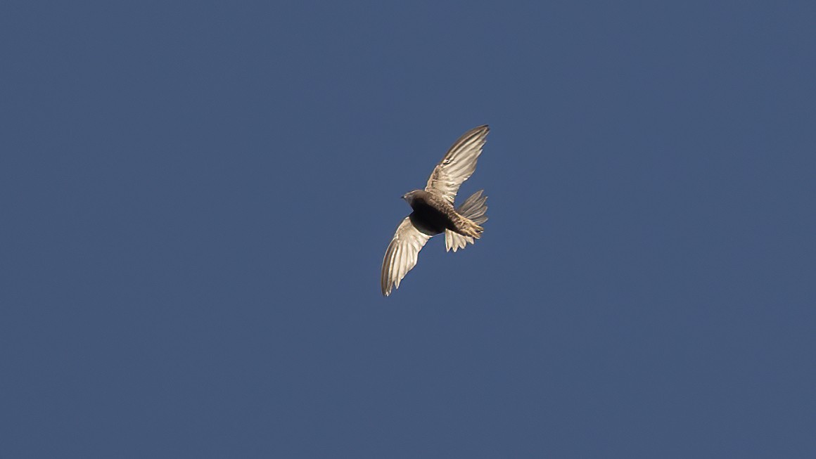 Pallid Swift - ML643442590