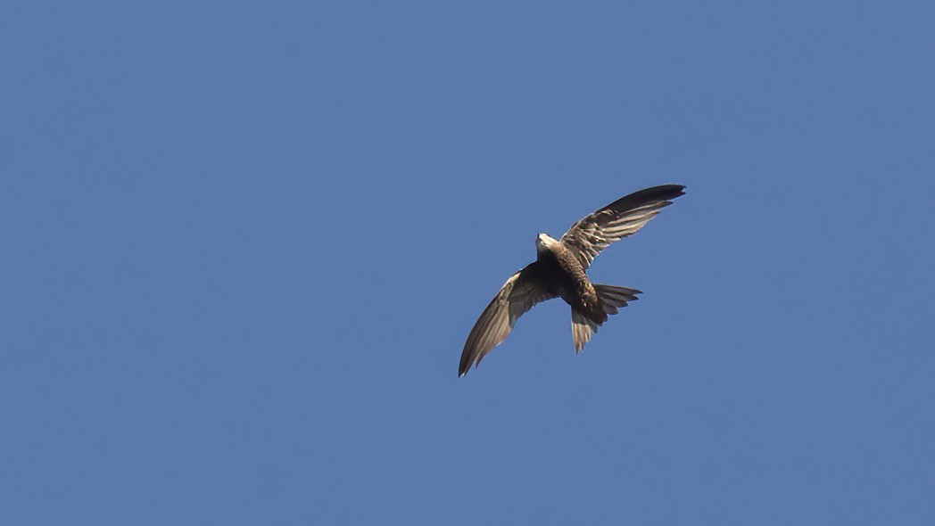 Pallid Swift - ML643442591