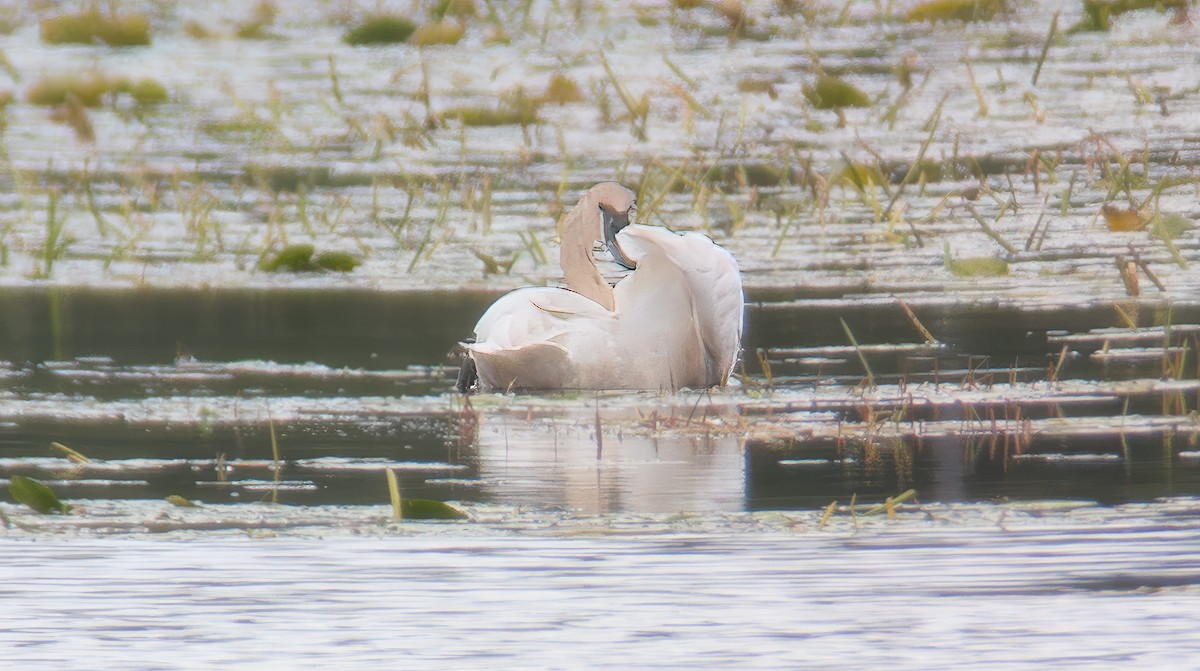Trumpeter Swan - ML643442592
