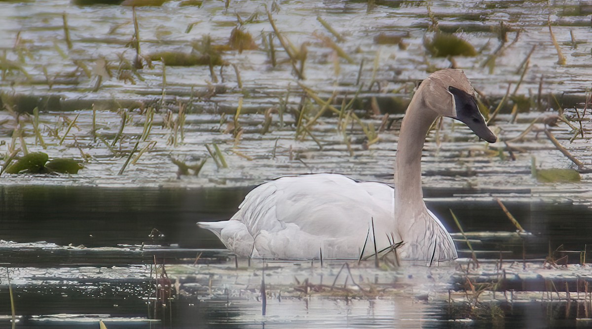 Trumpeter Swan - ML643442593