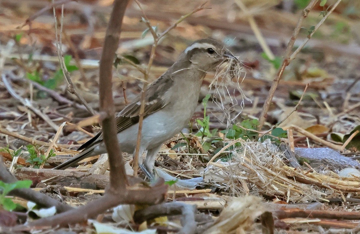 Yellow-throated Bush Sparrow - ML643442594
