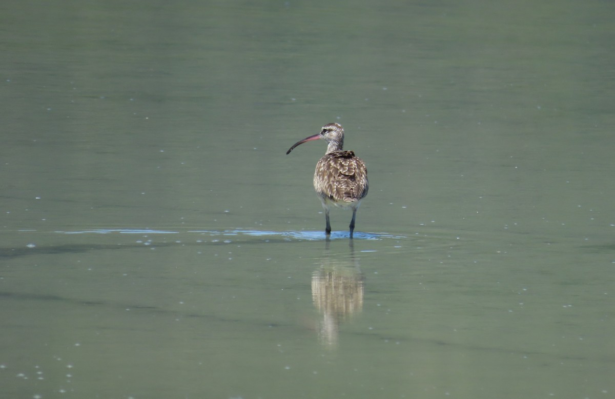 Whimbrel (Hudsonian) - ML643442595