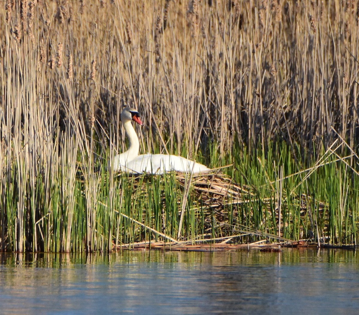 Mute Swan - ML643442597