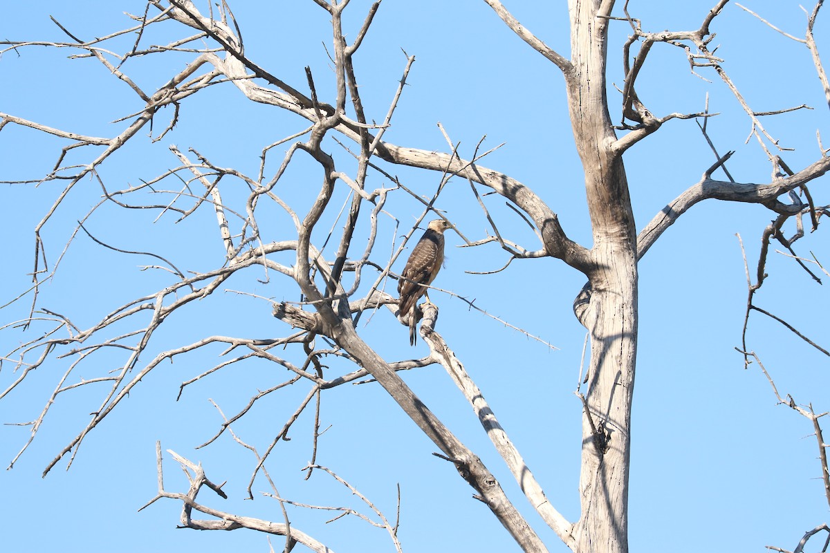 Black Goshawk - ML643442598