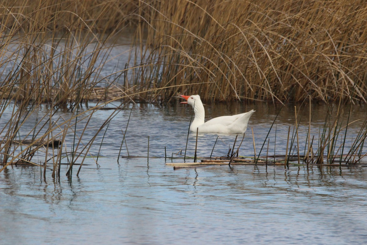 Coscoroba Swan - ML643442599