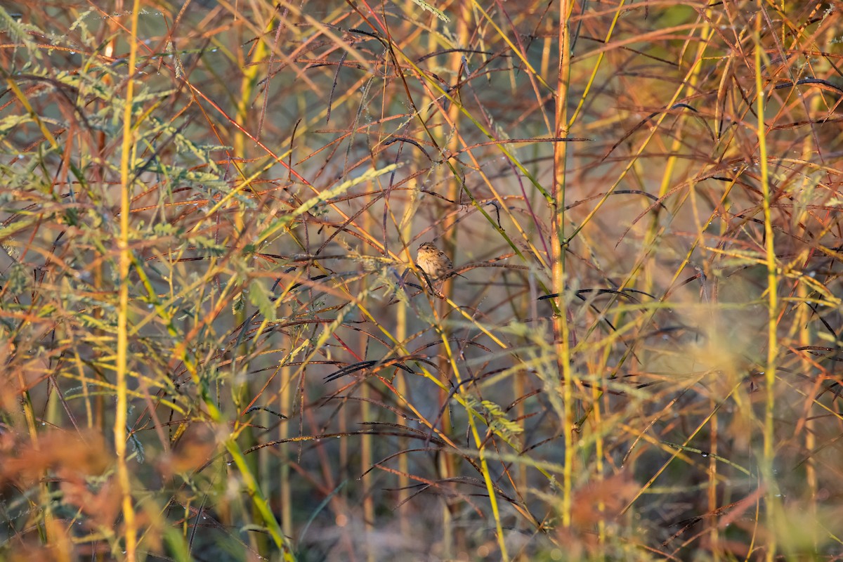 Henslow's Sparrow - ML643442608