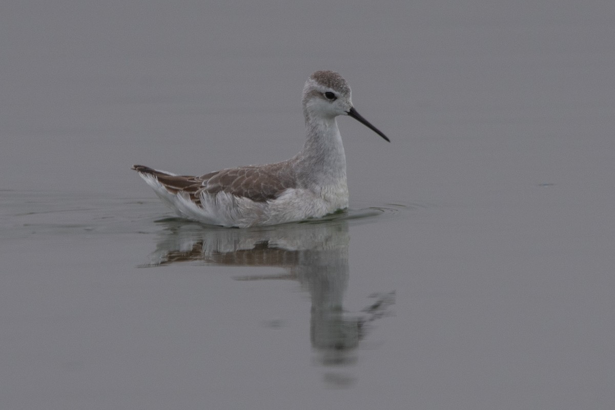 Phalarope de Wilson - ML643442633