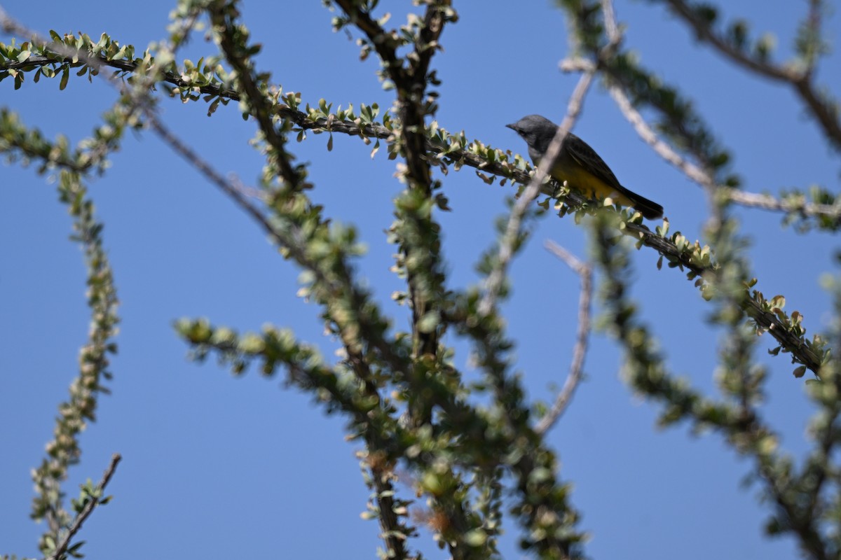 Cassin's Kingbird - ML643442690