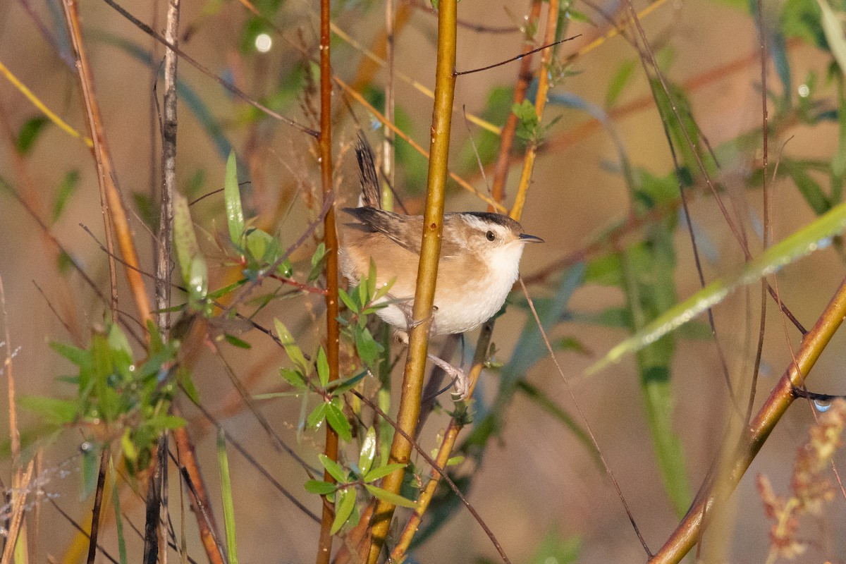 Marsh Wren - ML643442696