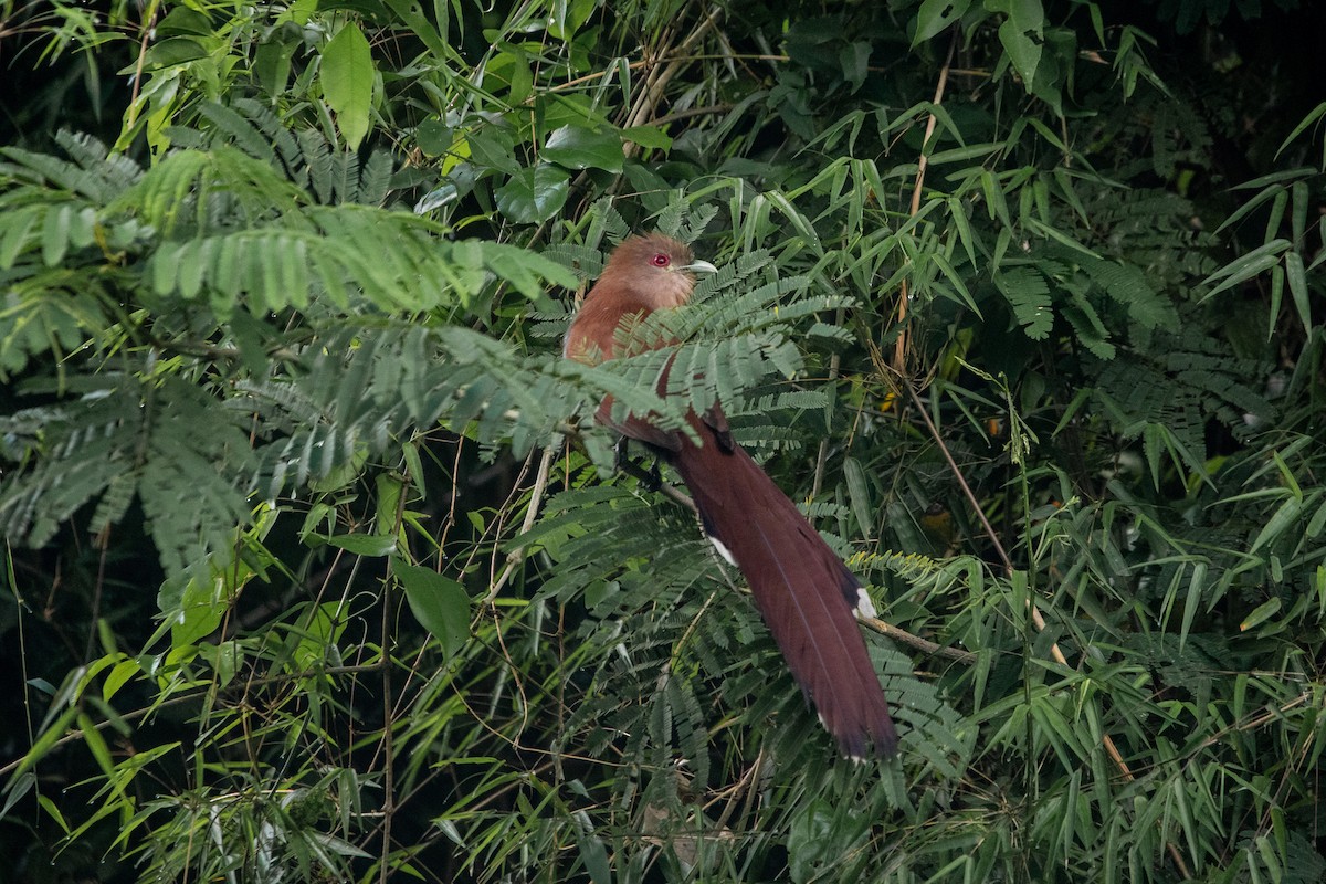 Squirrel Cuckoo - ML643442700