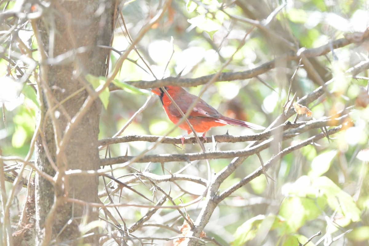 Northern Cardinal - ML643442722