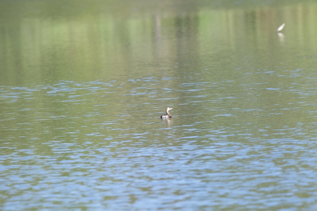 Pied-billed Grebe - ML643442723
