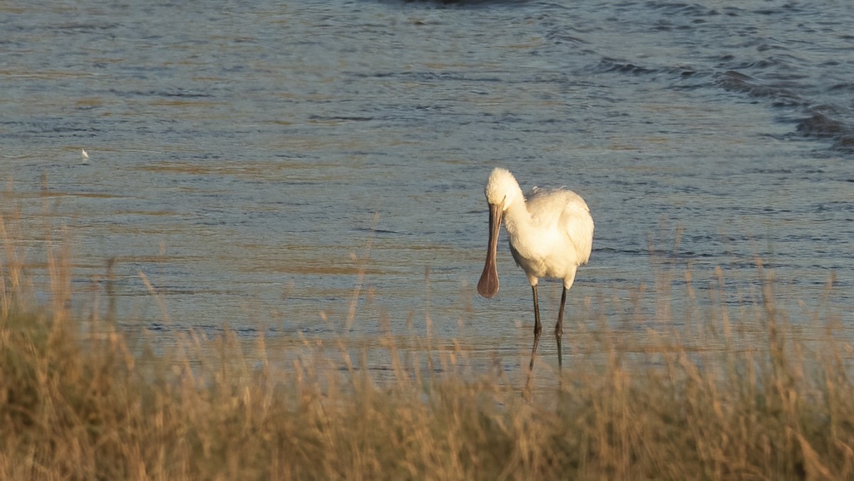Eurasian Spoonbill - ML643442725