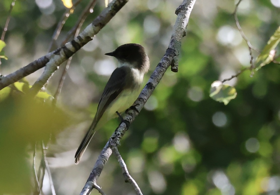 Eastern Phoebe - ML643442728