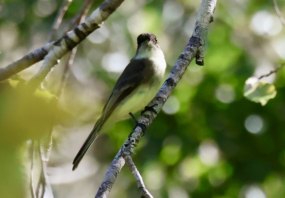 Eastern Phoebe - ML643442729