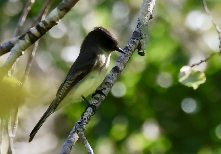 Eastern Phoebe - ML643442730