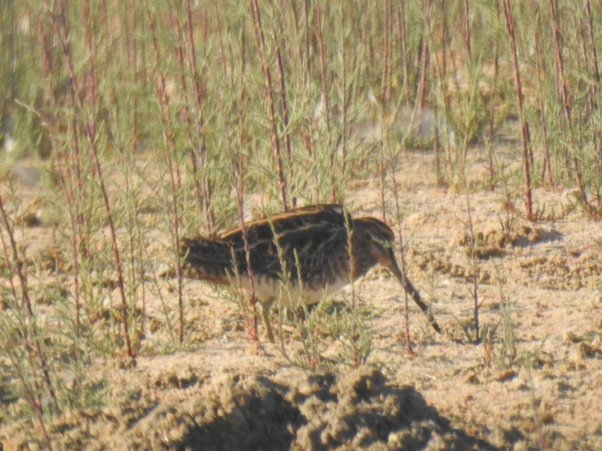 Common Snipe - ML643442732