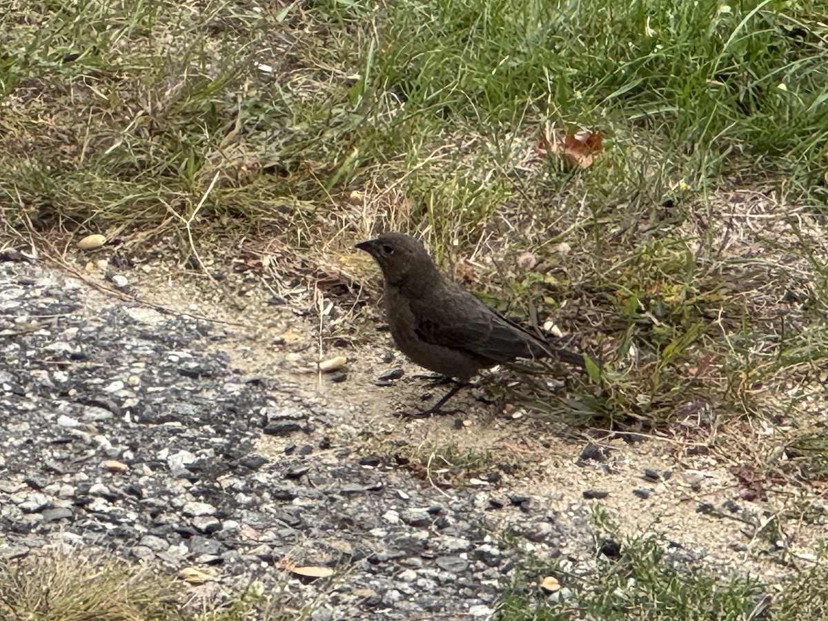 Brown-headed Cowbird - ML643442735