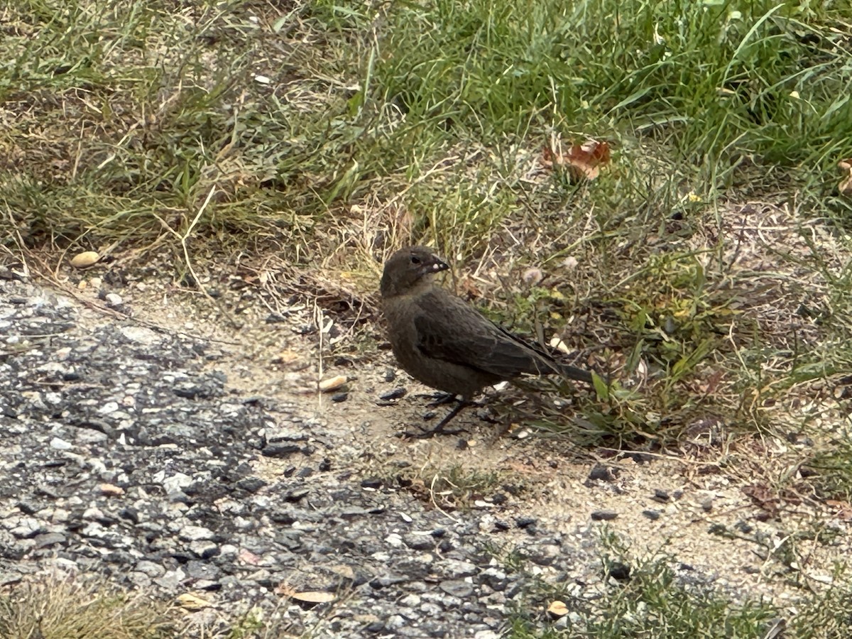 Brown-headed Cowbird - ML643442736