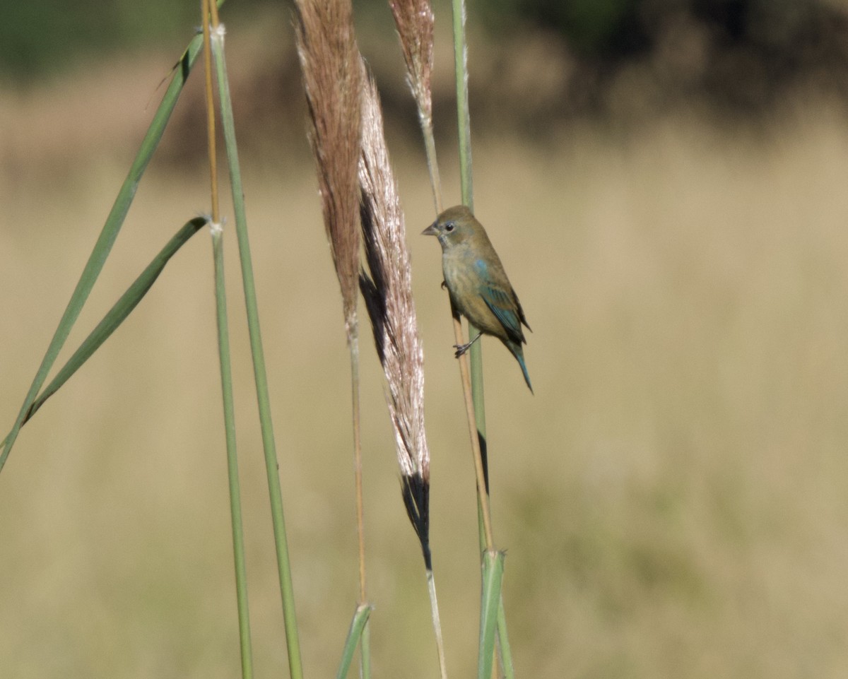 Indigo Bunting - ML643442737