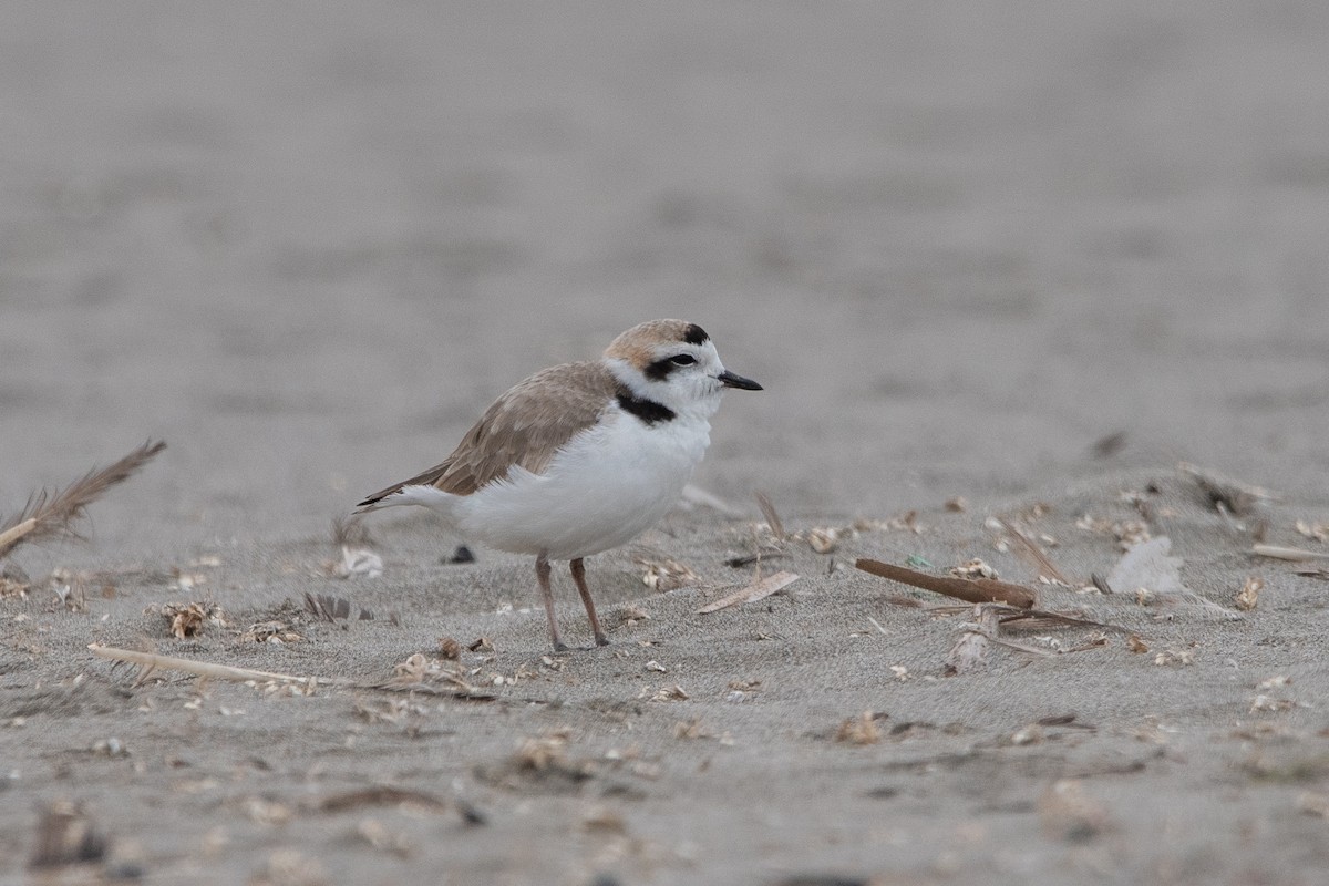 Snowy Plover - ML643442738