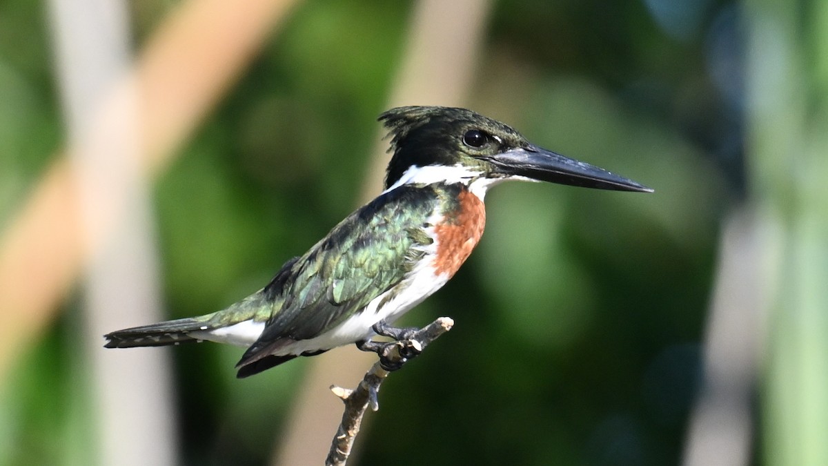 Amazon Kingfisher - ML643442739