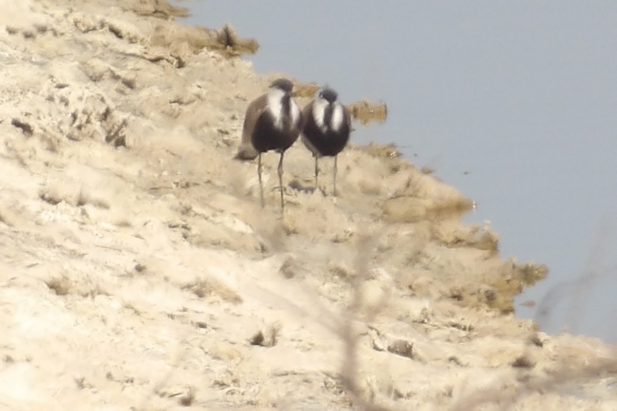 Spur-winged Lapwing - ML643442740