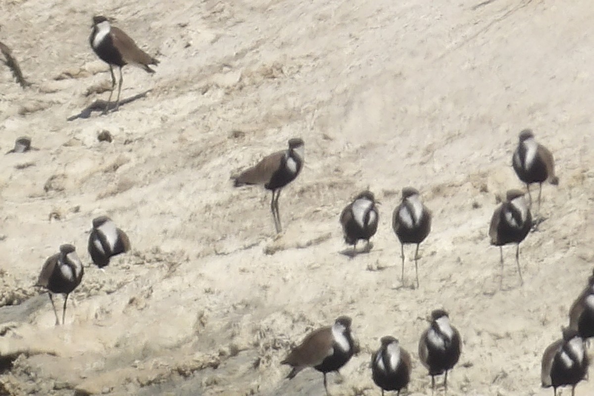 Spur-winged Lapwing - ML643442741