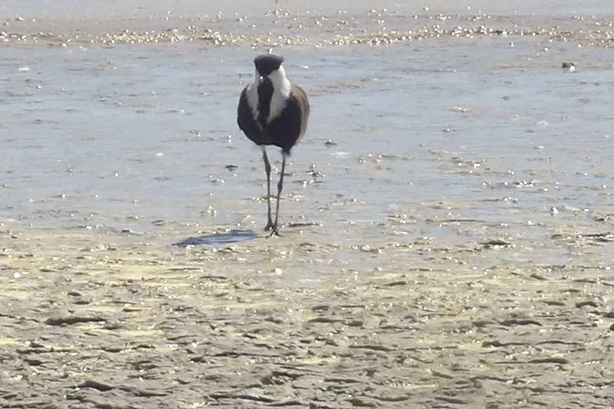 Spur-winged Lapwing - ML643442742