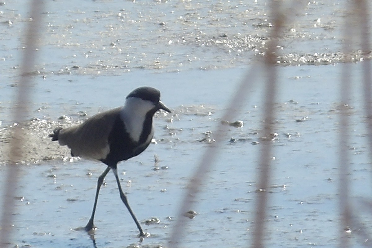Spur-winged Lapwing - ML643442743