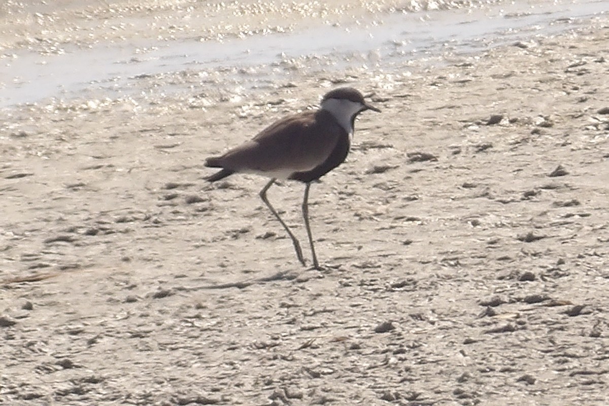 Spur-winged Lapwing - ML643442744