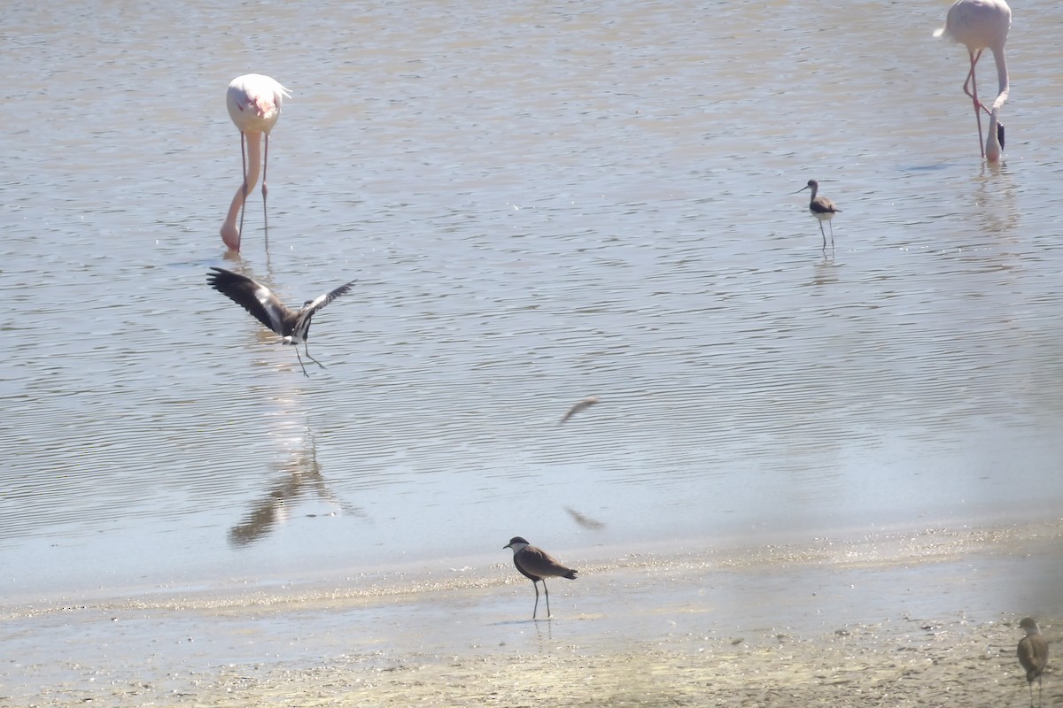 Spur-winged Lapwing - ML643442745