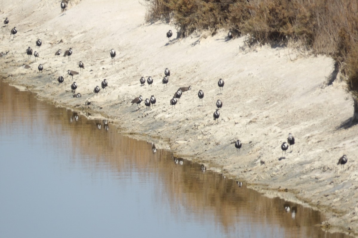 Spur-winged Lapwing - ML643442746
