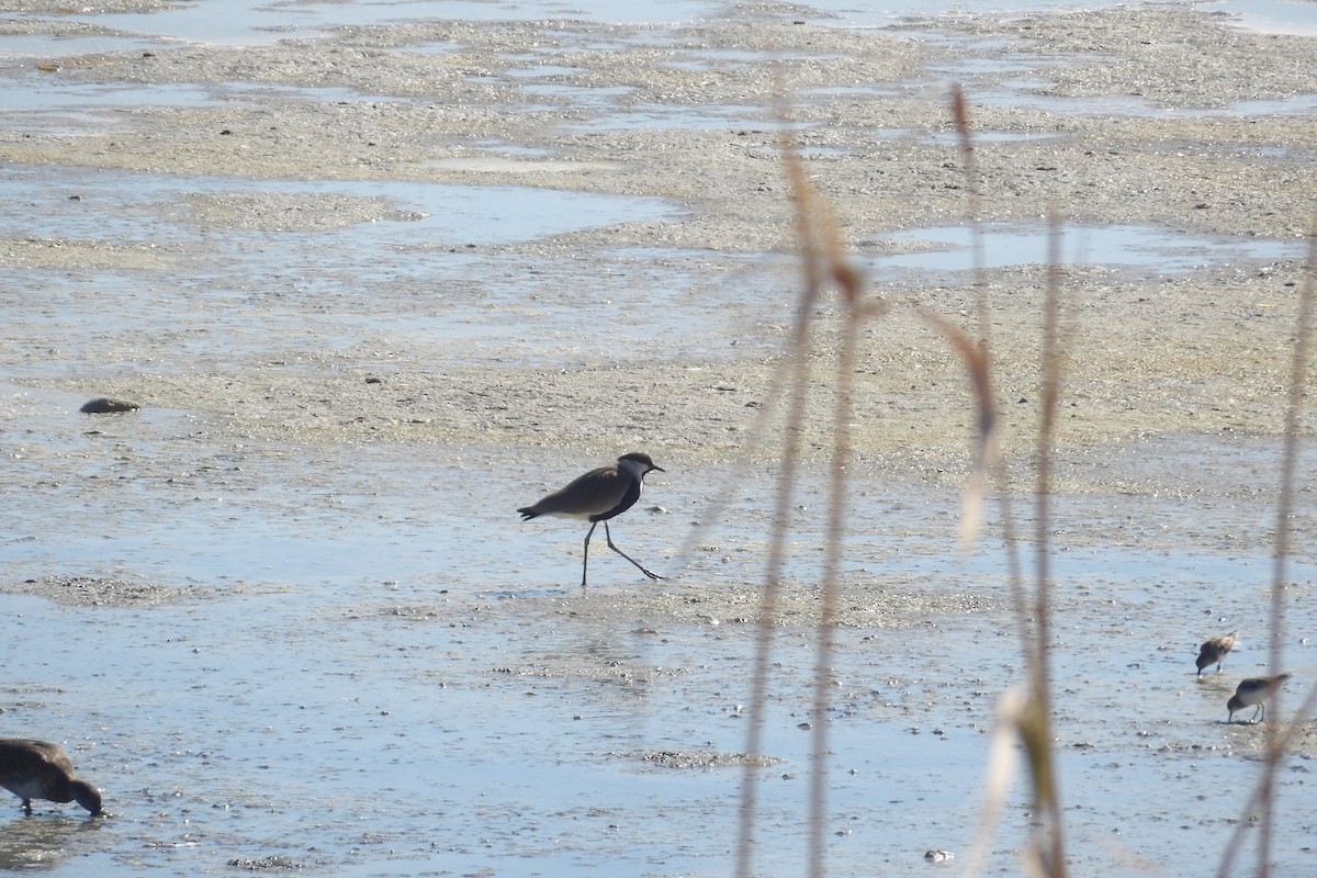 Spur-winged Lapwing - ML643442747