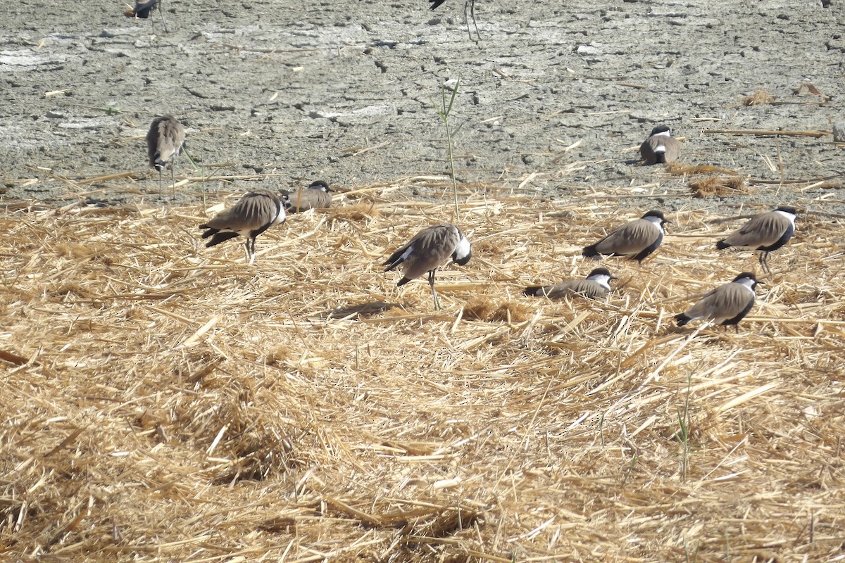 Spur-winged Lapwing - ML643442748