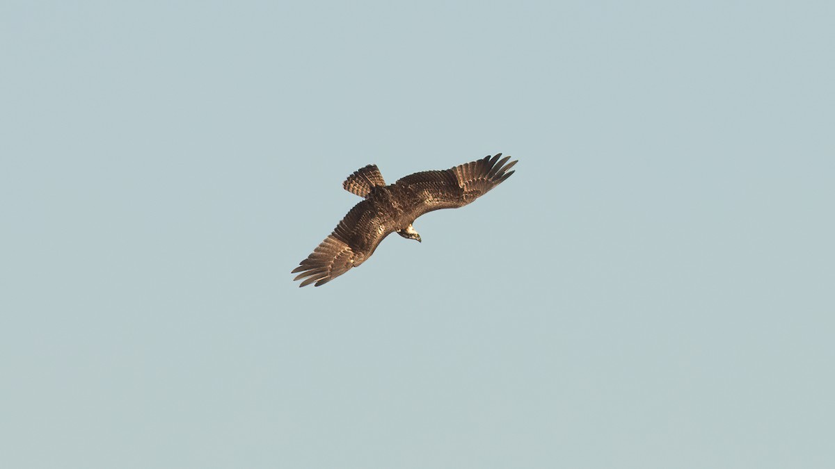 Osprey - ML643442749