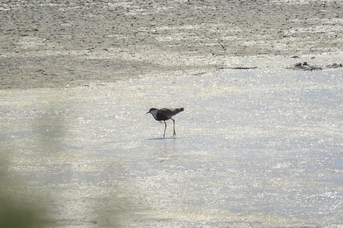 Spur-winged Lapwing - ML643442750