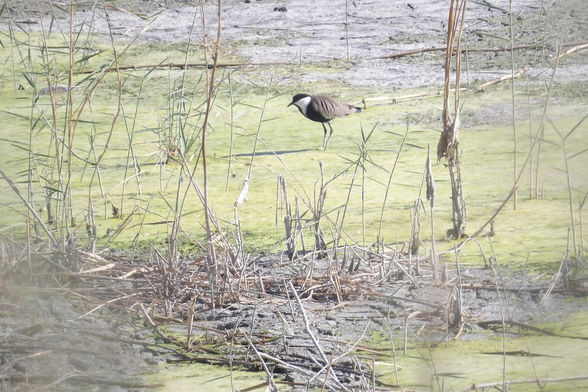 Spur-winged Lapwing - ML643442751