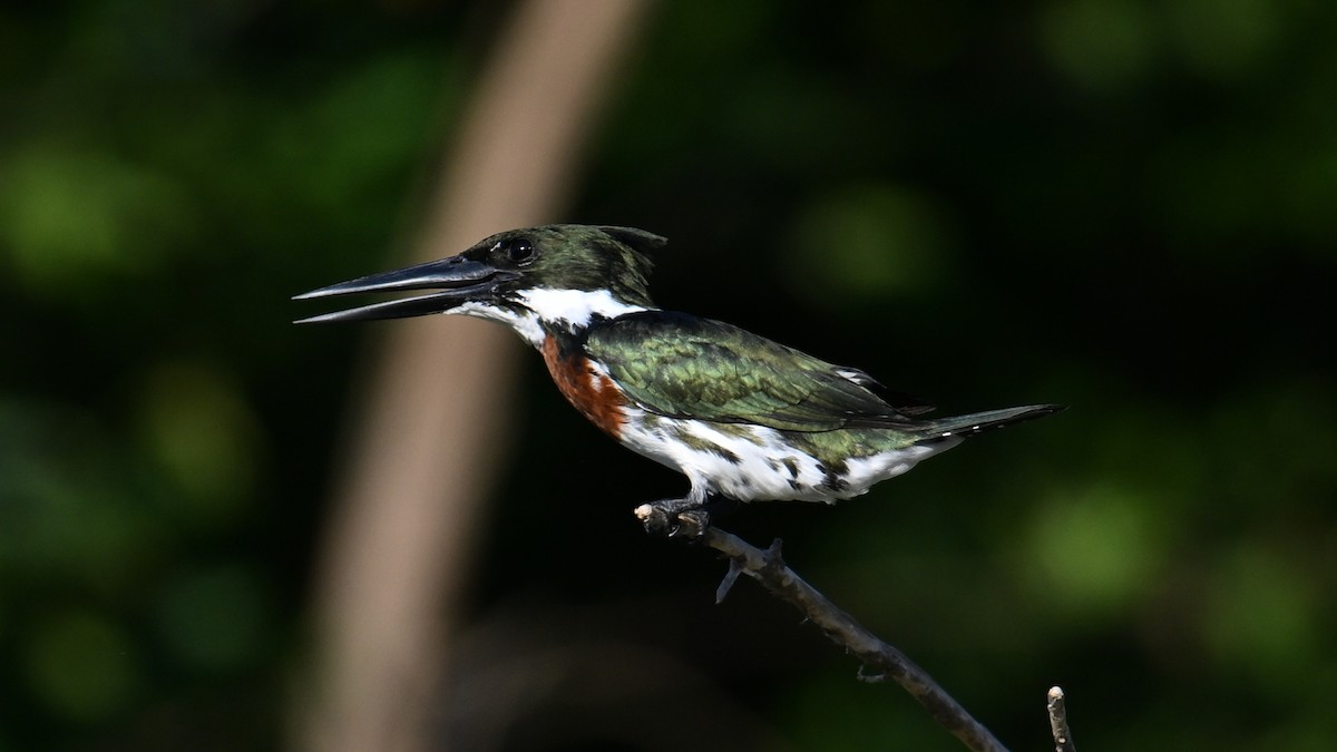 Amazon Kingfisher - ML643442754