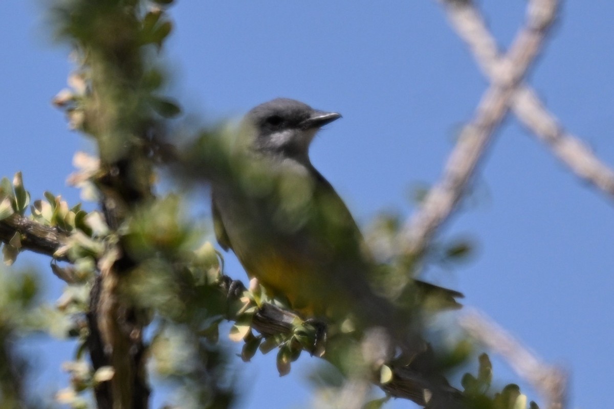 Cassin's Kingbird - ML643442755
