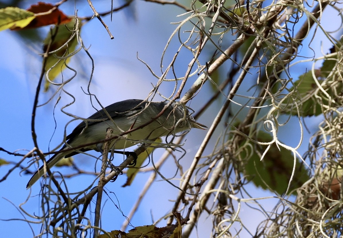Blue-gray Gnatcatcher - ML643442757