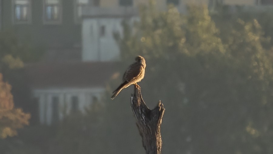 Eurasian Kestrel - ML643442758