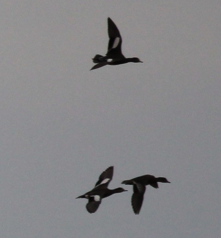 American Wigeon - ML643442761